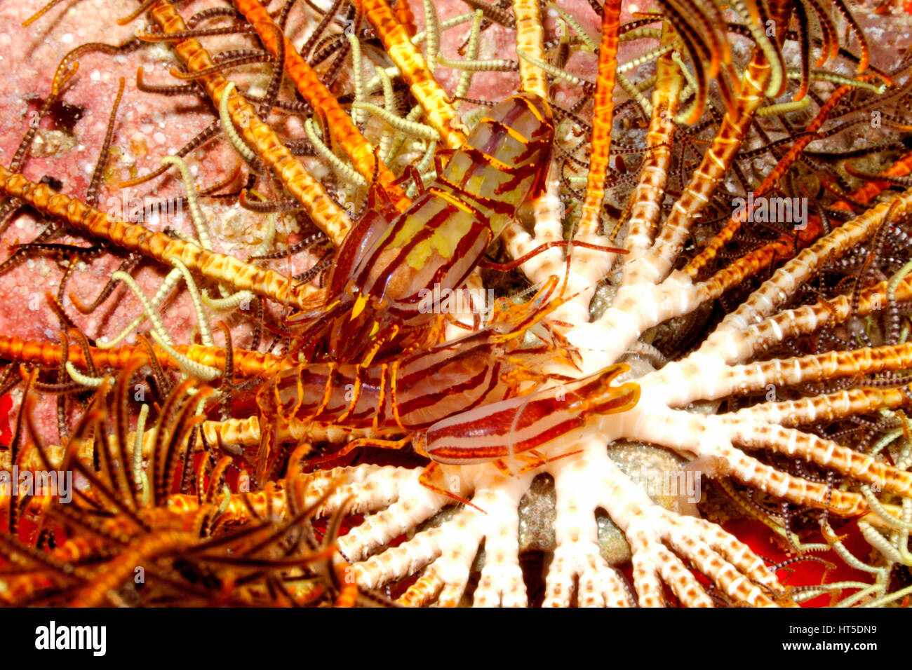 Crinoid Snapping Shrimps, Synalpheus stimpsoni, male and female living underneath a crinoid, or featherstar. Previously Synalpheus striatus. Stock Photo