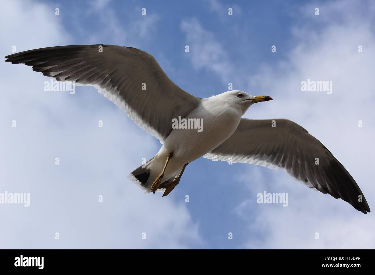 Burung Camar Stock Photos Burung Camar Stock Images Alamy