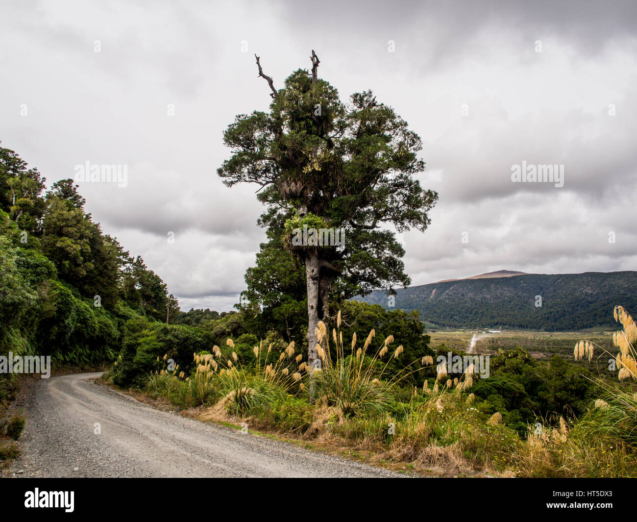 Matai tree growing next to Erua Road. In the distance the road continues toward Hauhangatahi mountain in Tongariro national park. Stock Photo