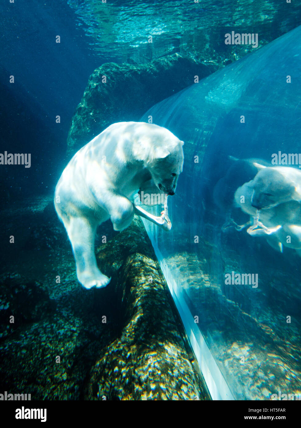 Polar bear underwater swimming in Assiniboine Park Zoo, Winnipeg, Canada Stock Photo