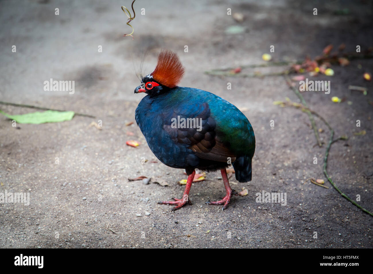 Roul-Roul, The crested partridge Stock Photo - Alamy