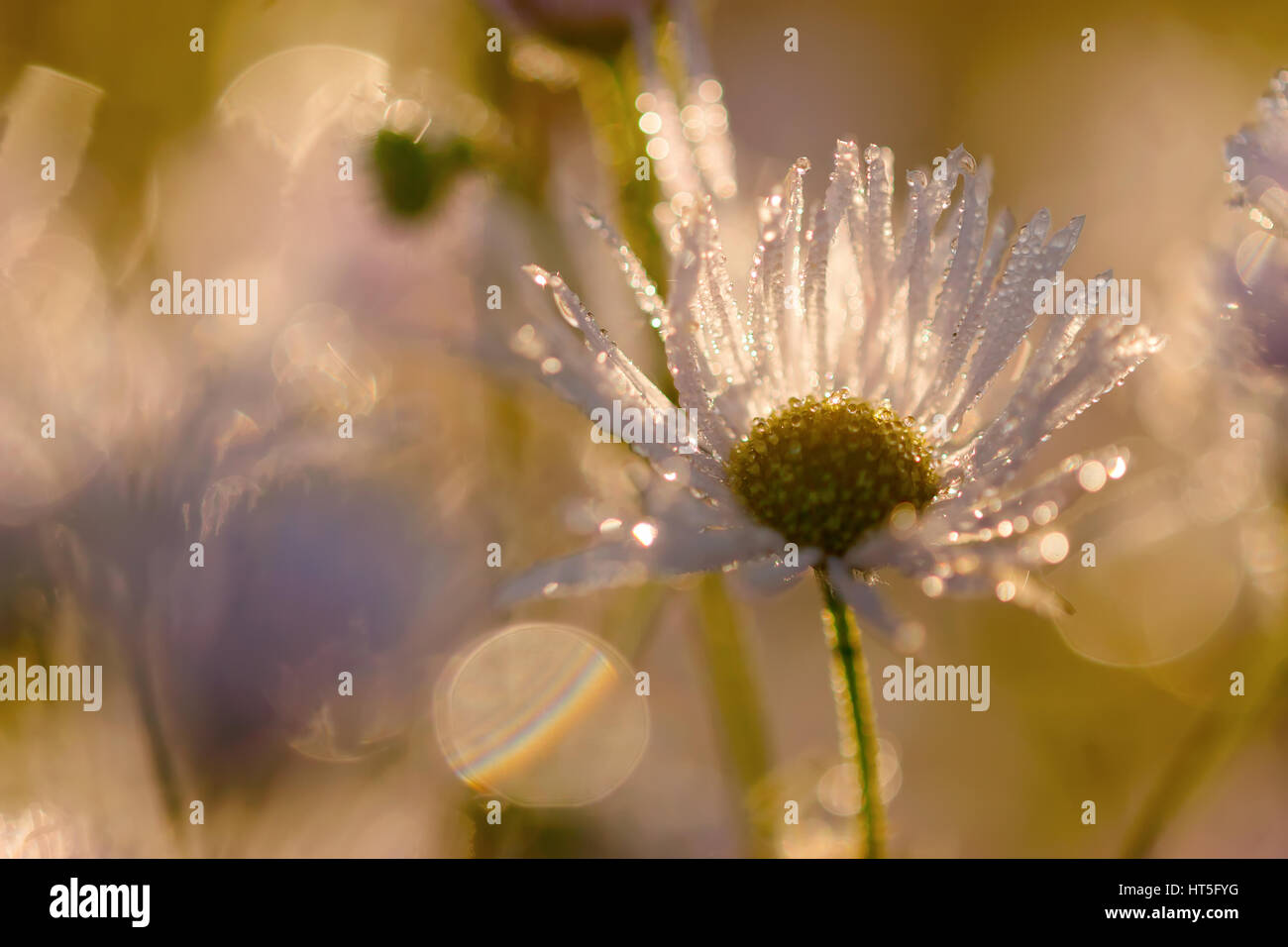 picture of daisy flowers with dewdrops in morning light Stock Photo - Alamy