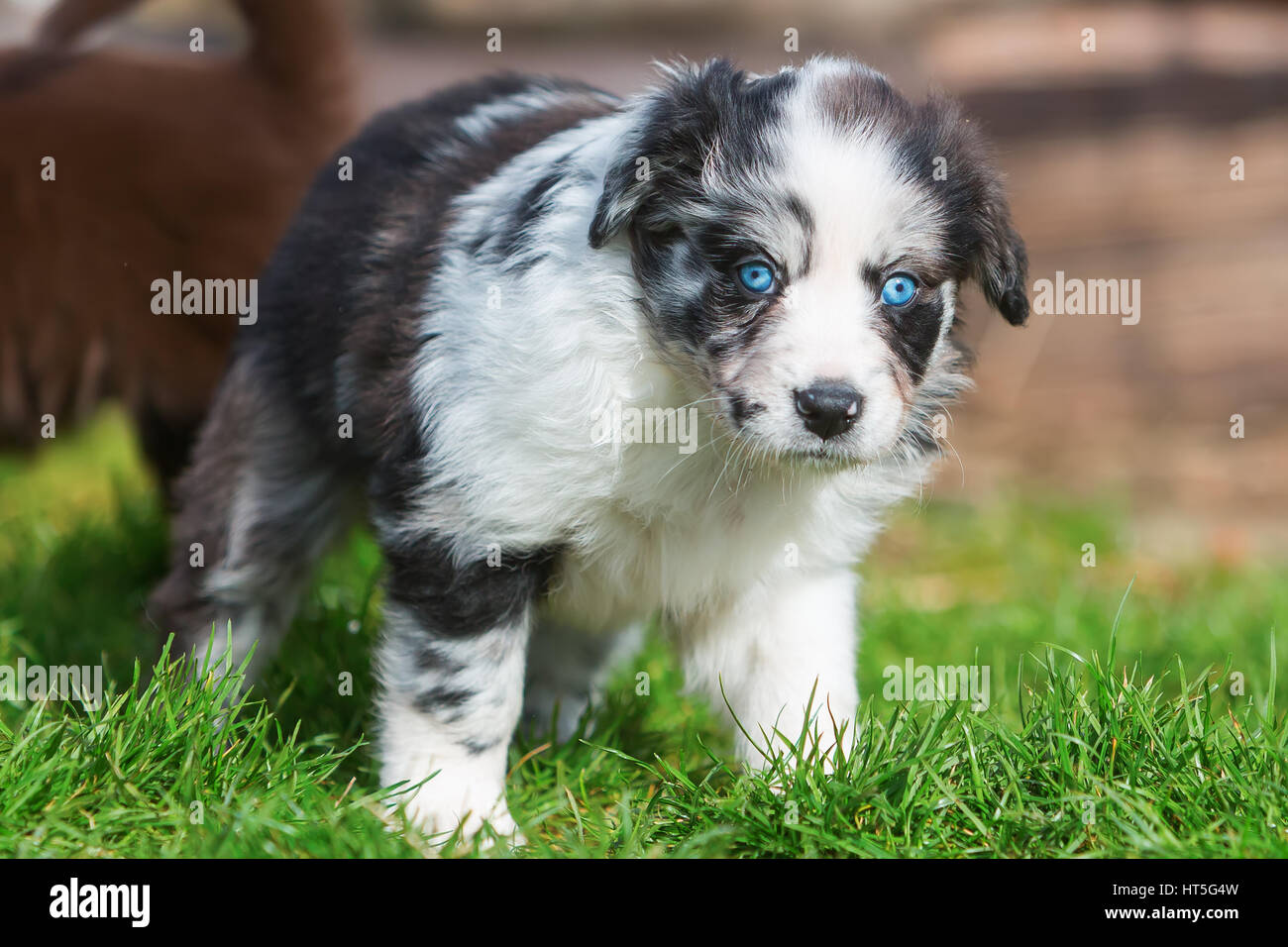 portrait of a cute Australian Shepherd puppy with blue eyes Stock Photo