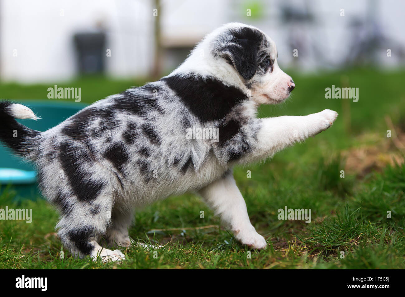 picture of an Australian Shepherd puppy raising the paw Stock Photo Alamy