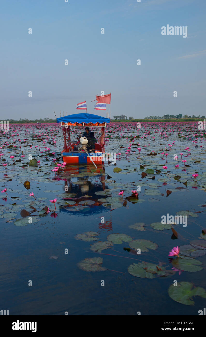 A sea of pink lotus flowers on Talay Bua Daeng, the lotus lake outside of Udon Thani, Thailand Stock Photo
