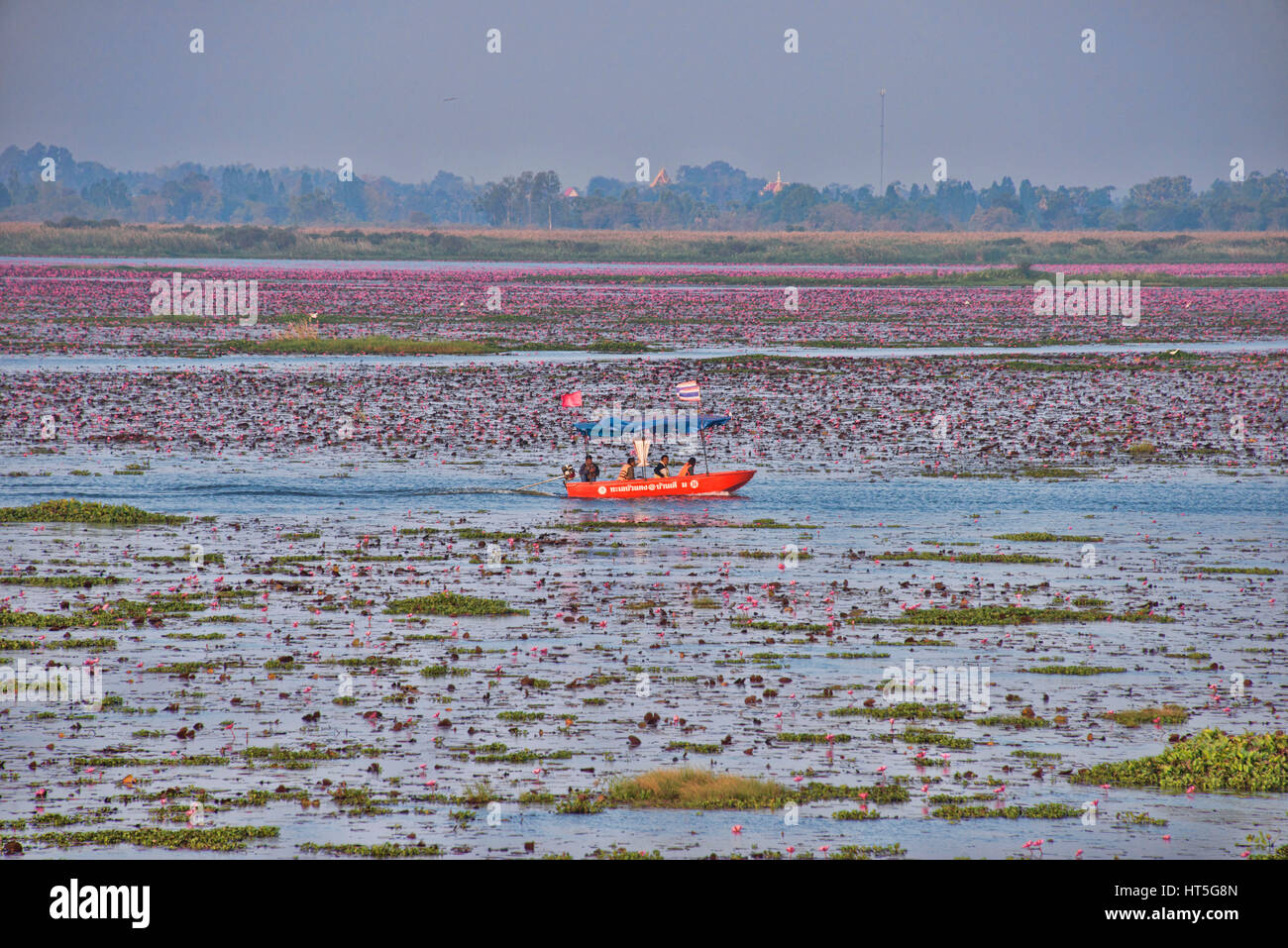 A sea of pink lotus flowers on Talay Bua Daeng, the lotus lake outside of Udon Thani, Thailand Stock Photo