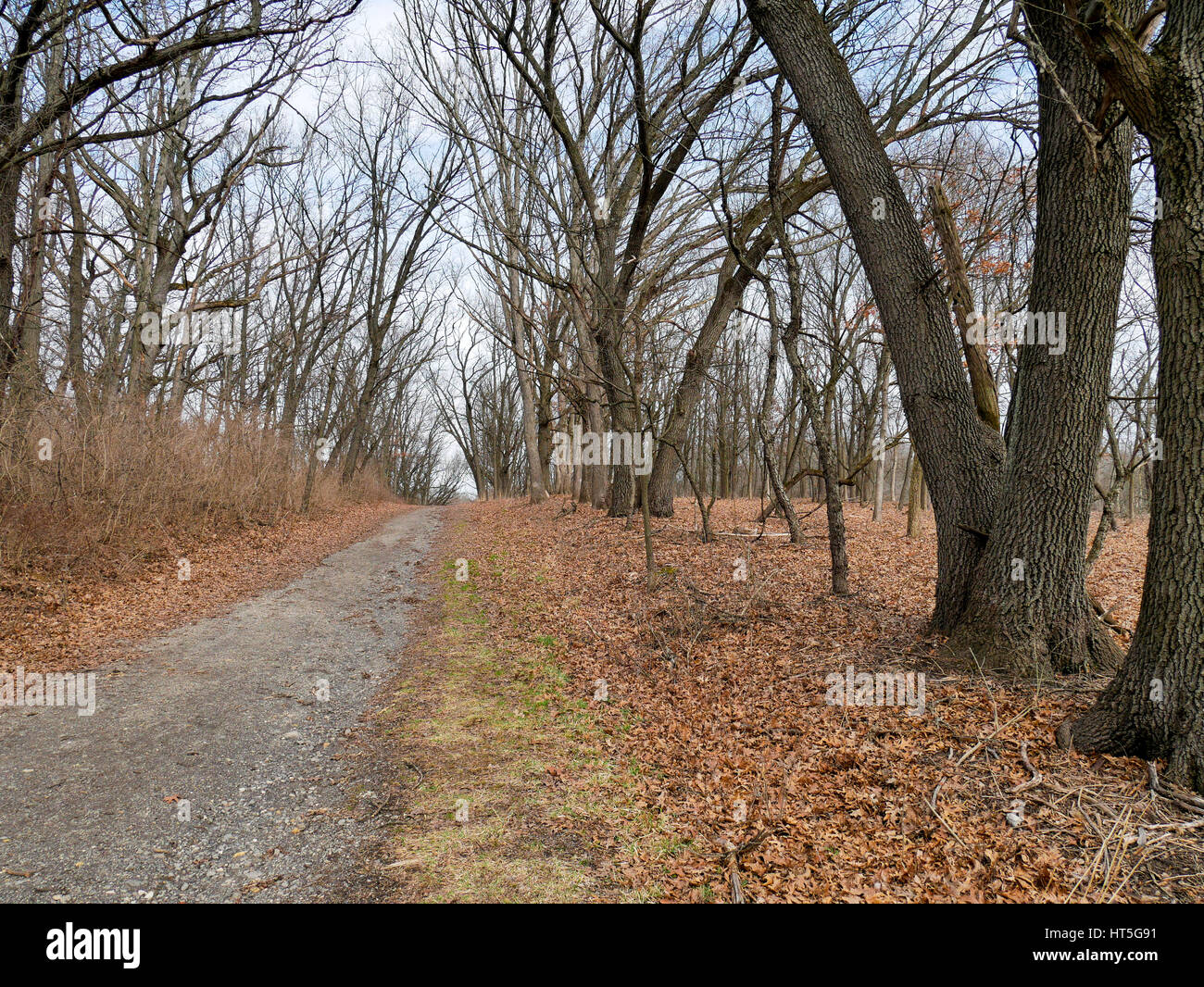 Habitat restoration on right side of road. Country Lane Woods, Cook County, Illinois. Stock Photo