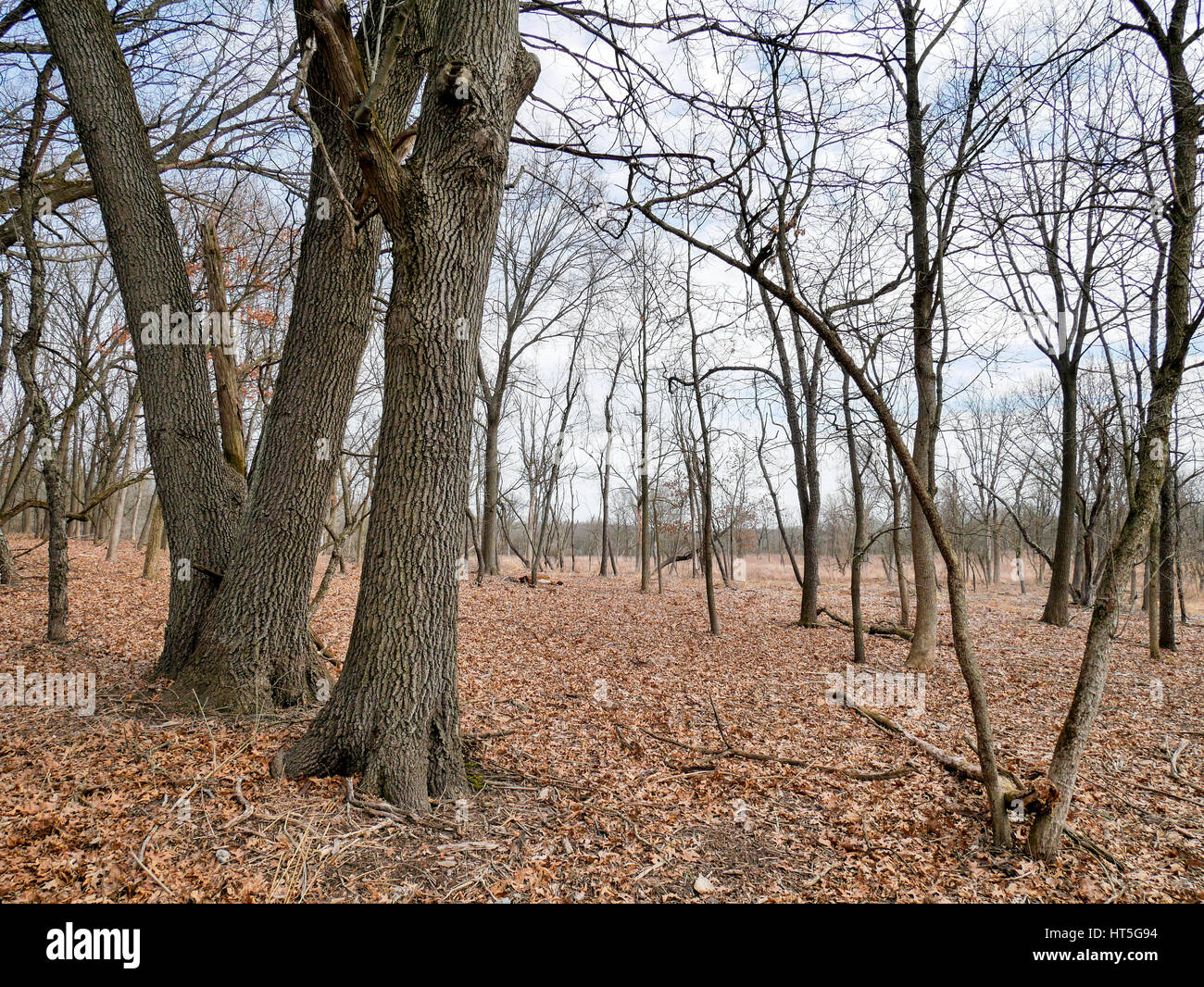 Restored habitat hi-res stock photography and images - Alamy