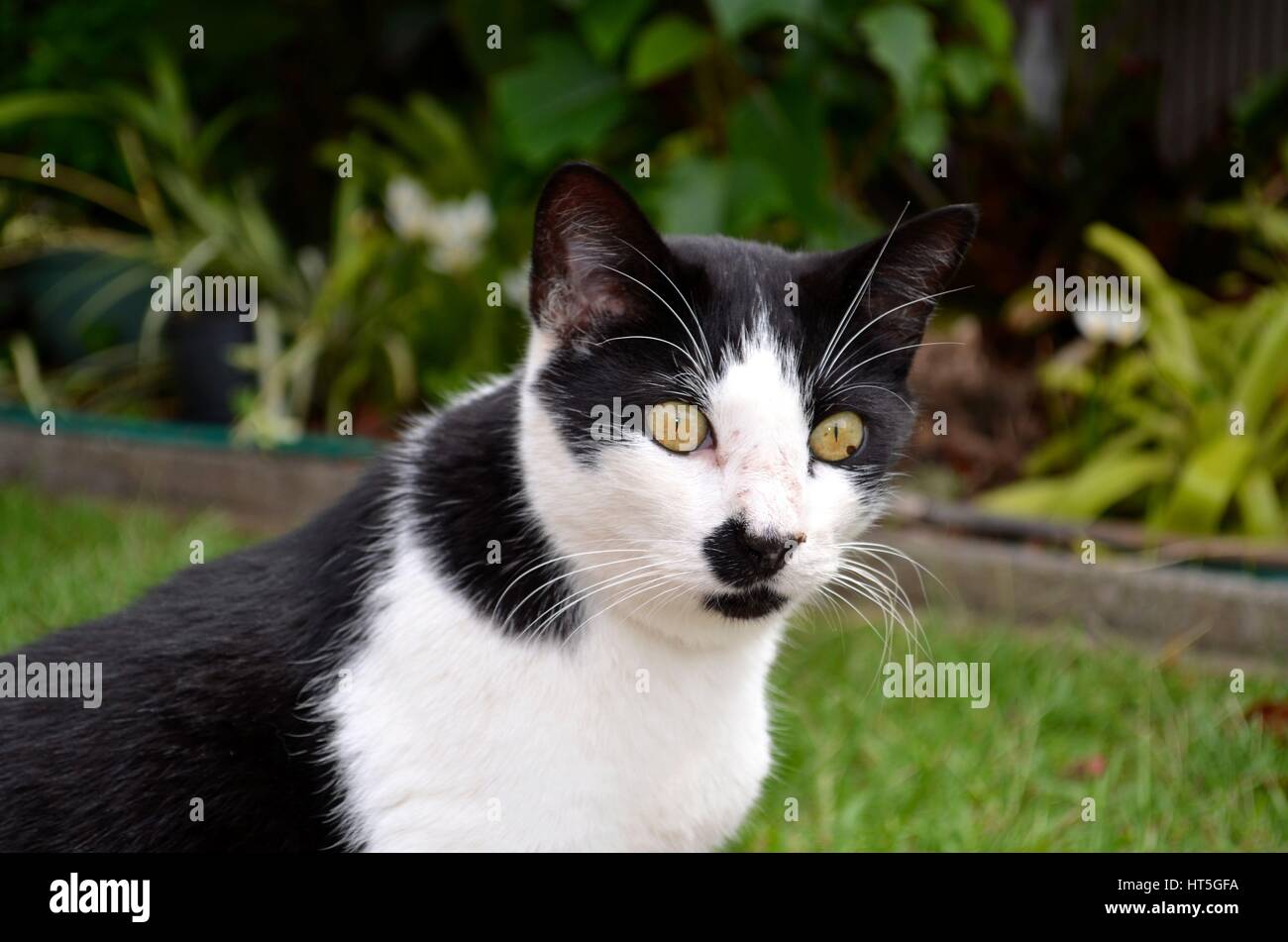 Big eyed black and white cat on full alert Stock Photo