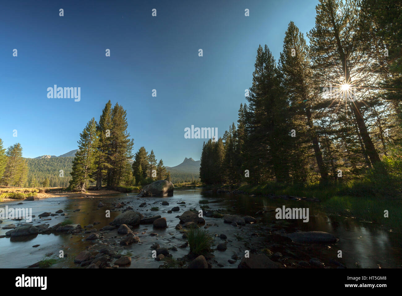 The sun begins to set through the trees in the meadows of Yosemite National Park. Stock Photo