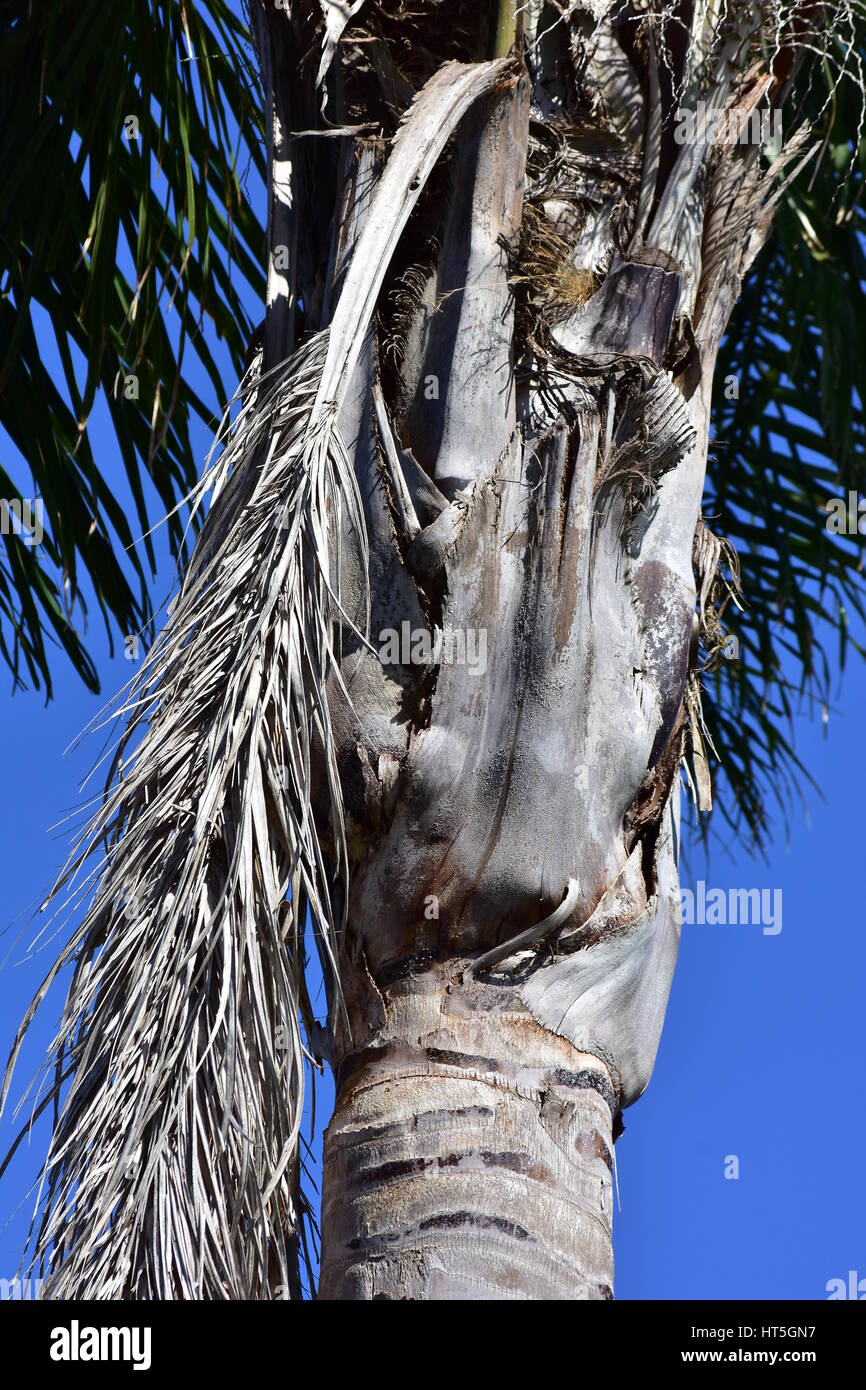 Detail of palm tree trunk with dried branches breaking off. Stock Photo