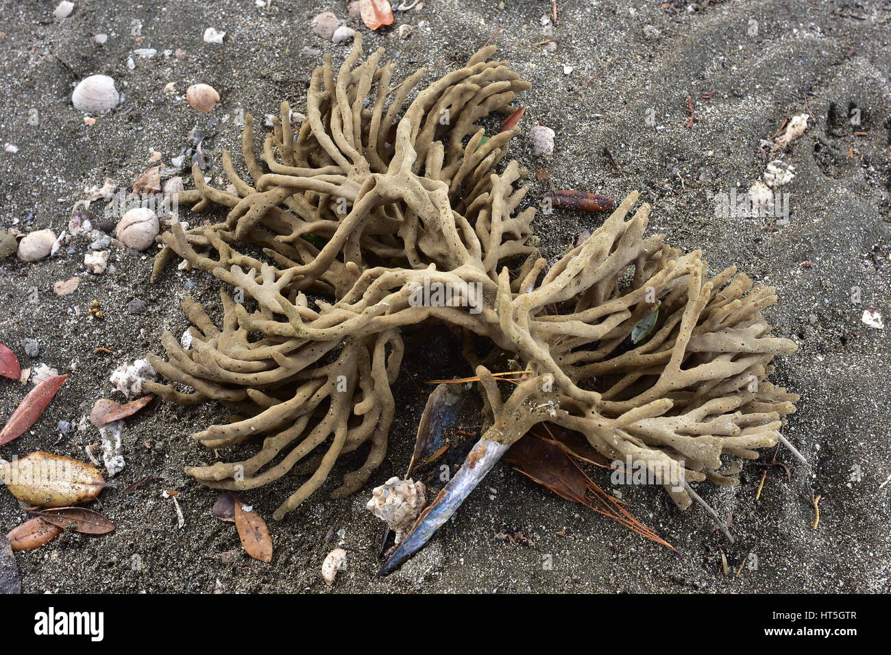 Rotting finger sponge bush on dark beach sand Stock Photo Alamy