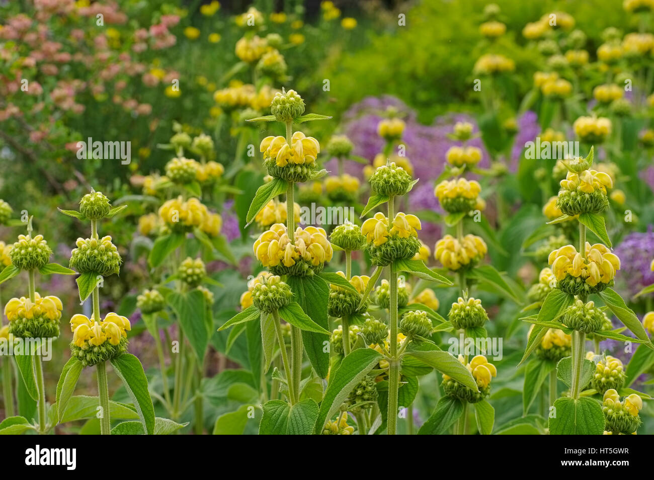 Russel-Brandkraut, Phlomis russeliana - Jerusalem sage, Phlomis russeliana a purple wildflower Stock Photo