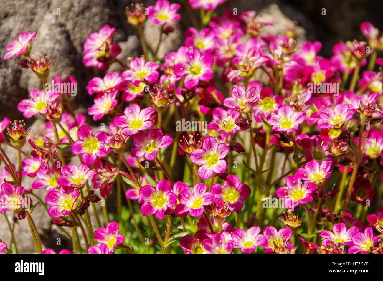 mossy saxifrage, Saxifraga bryoides in spring Stock Photo