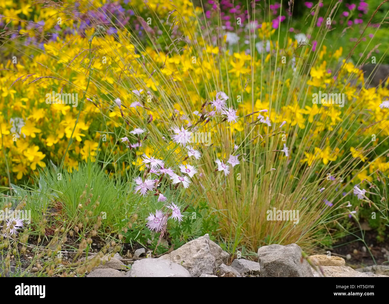 Olymp-Johanniskraut und Feder-Nelke - Hypericum olympicum and Dianthus plumarius, small wildflowers Stock Photo