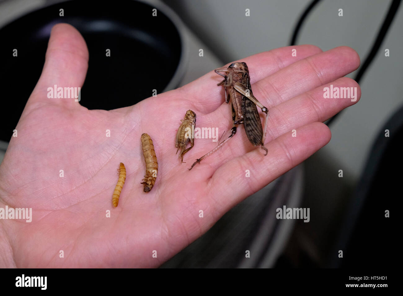 Man holds a cricket, a migratory locusts ( Locusta migratoria) and