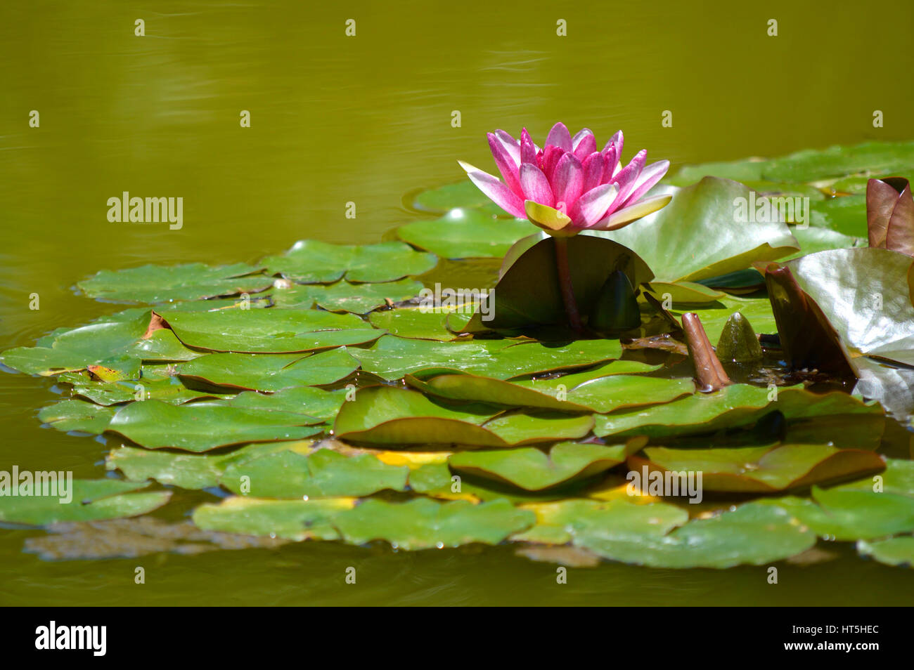 Water lily Latin name Nymphaea Weymouth Red Stock Photo