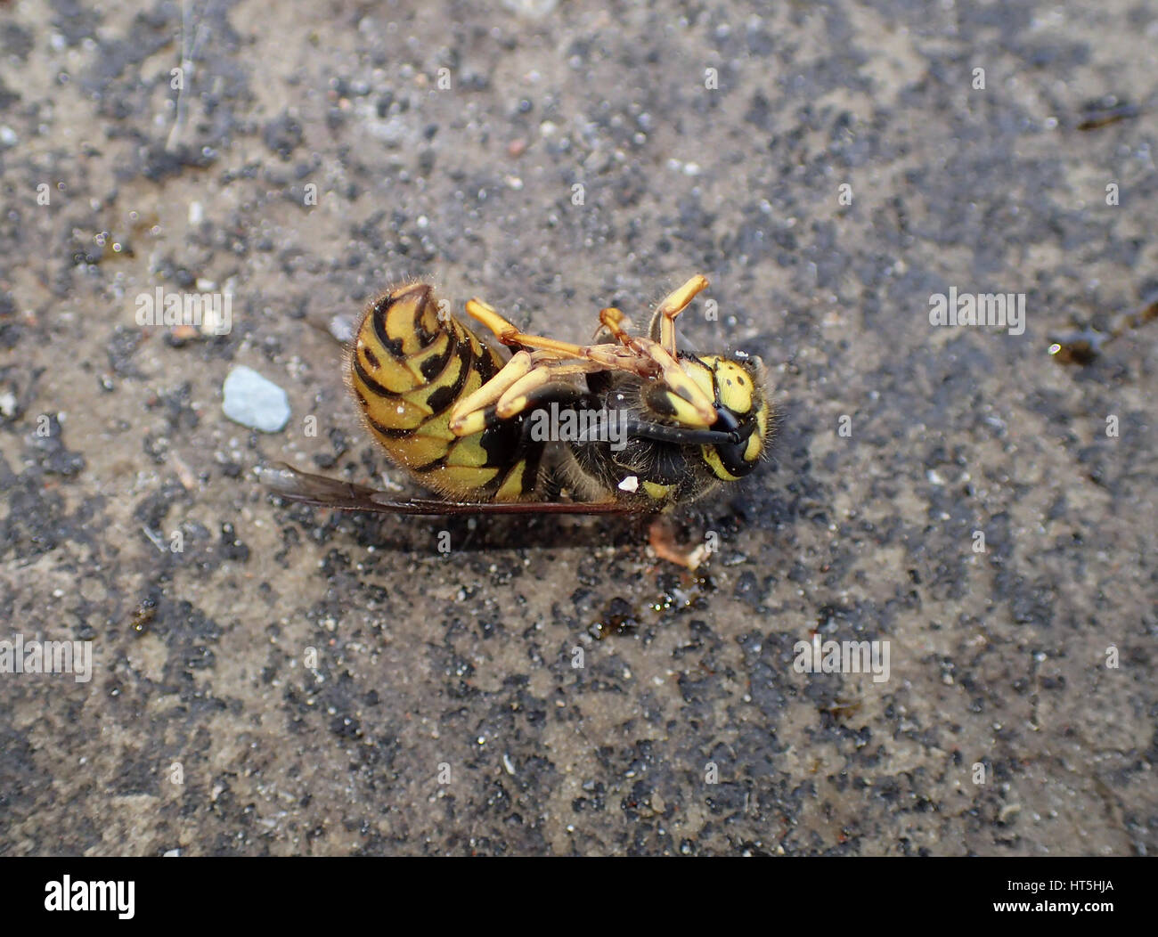 Close up side ventral view of dead European wasp (Vespula vulgaris) lying on a limestone paving slab Stock Photo