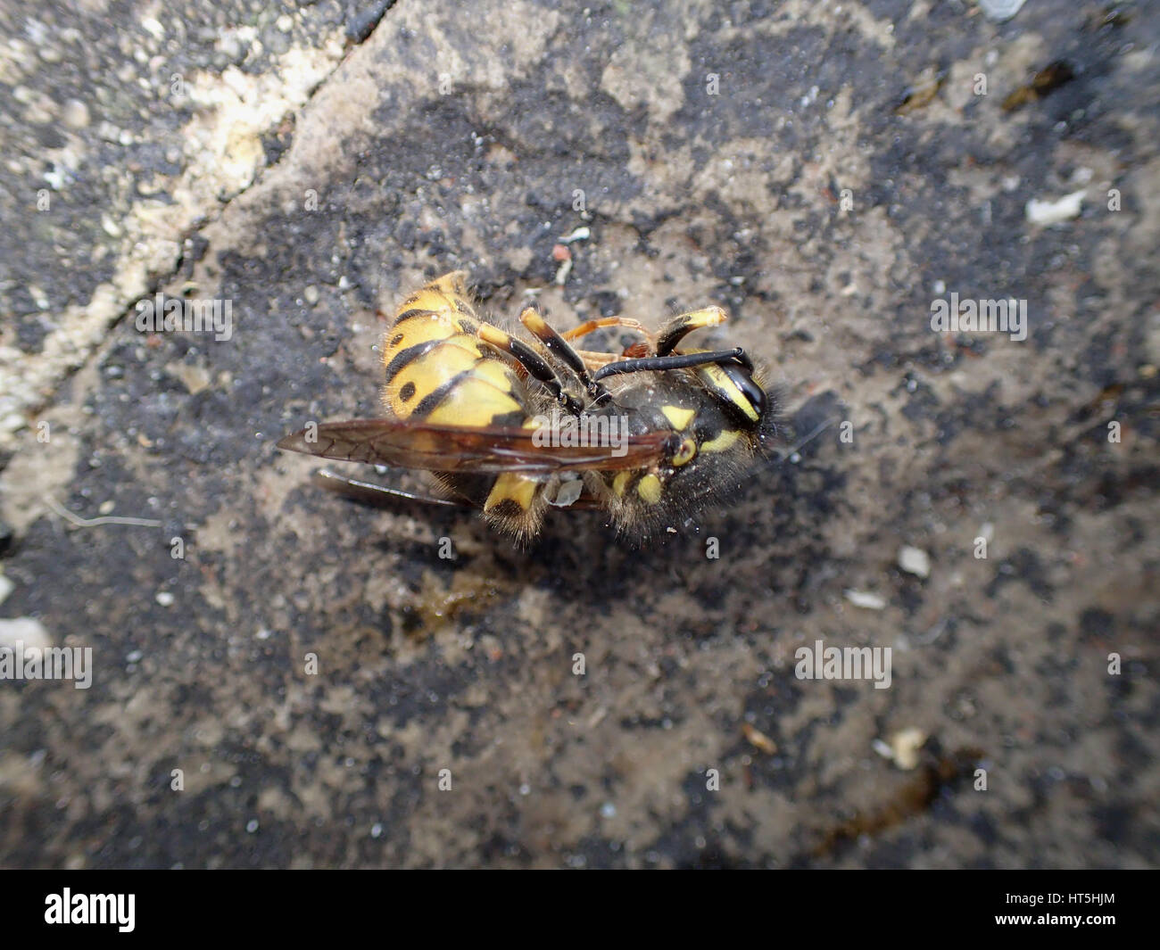 Close up side view of dead European wasp (Vespula vulgaris) lying on a limestone paving slab Stock Photo