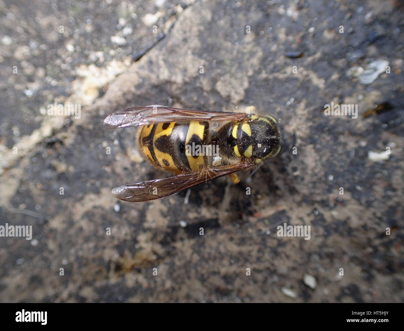 Close up dorsal view of dead European wasp (Vespula vulgaris) lying on a limestone paving slab Stock Photo