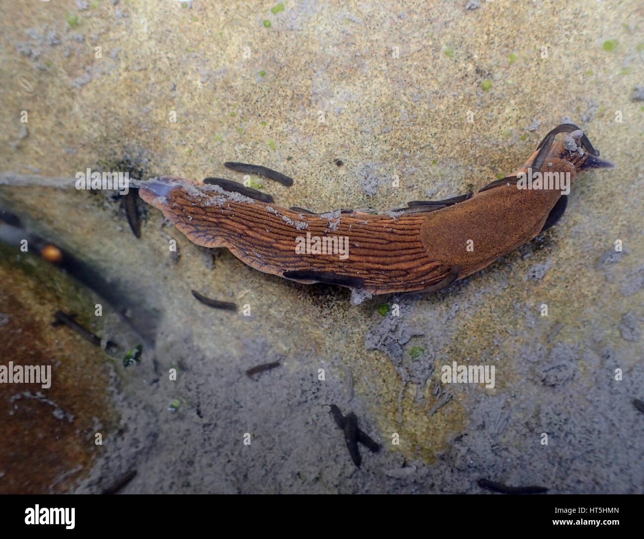 Spanish slug (Arion vulgaris) underwater and surrounded by flatworms (Polycelis nigra or Polycelis tenuis) on a sandstone rock in a garden pond Stock Photo