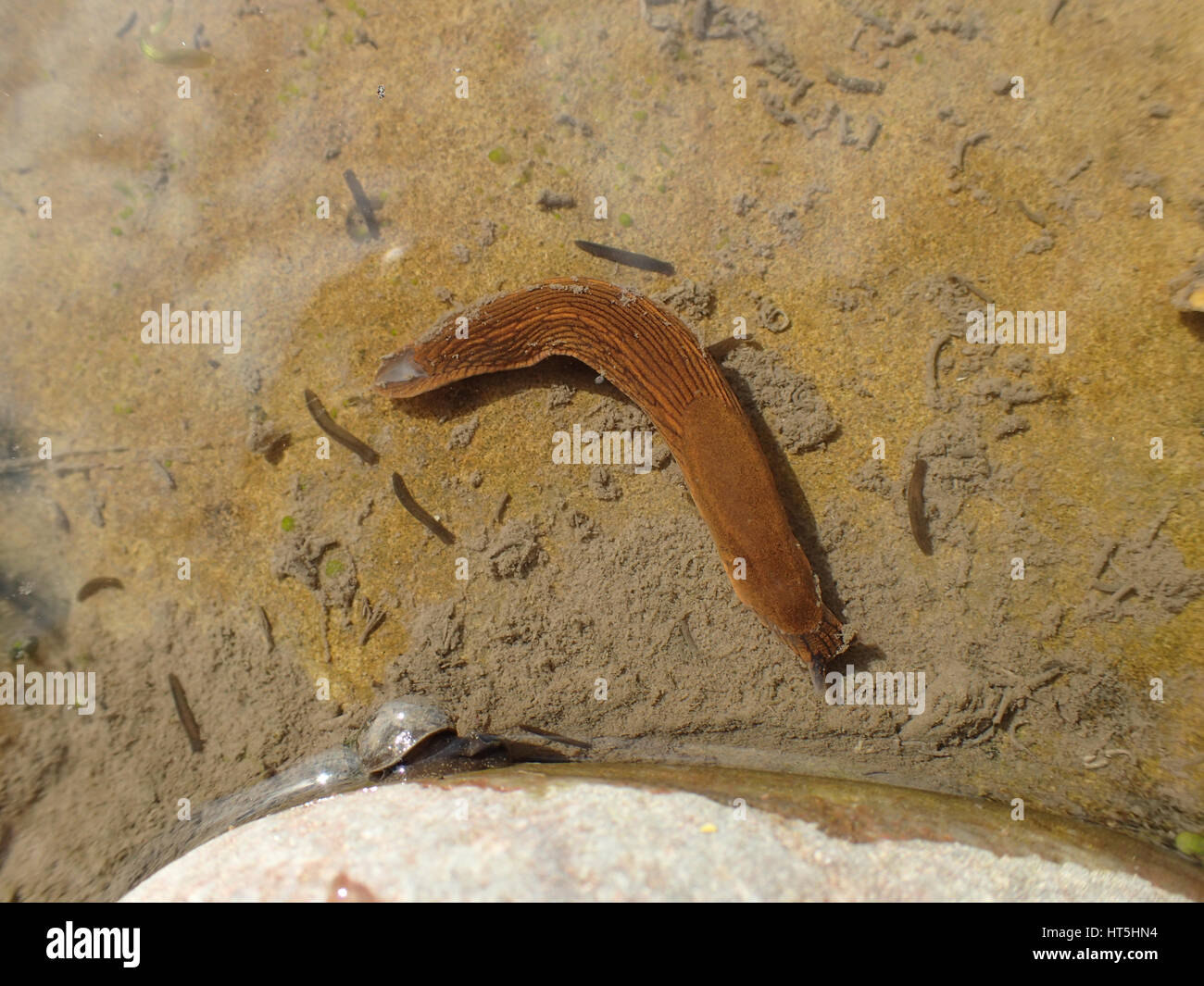 Spanish slug (Arion vulgaris) underwater and surrounded by flatworms (Polycelis nigra or Polycelis tenuis) on a sandstone rock in a garden pond Stock Photo