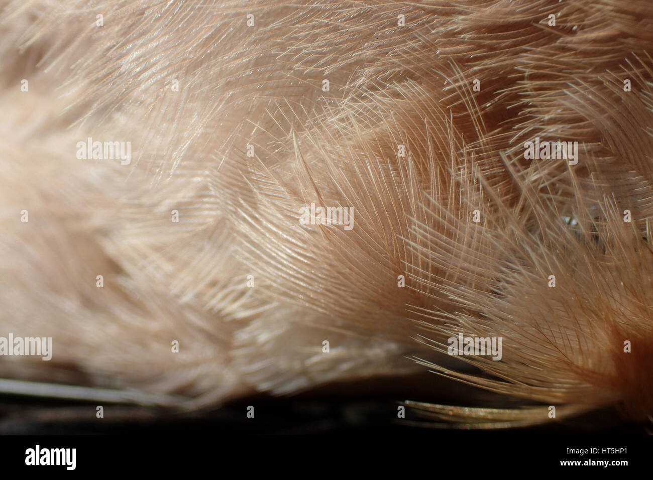 Close up of breast feathers of a dead common chaffinch (Fringilla coelebs) Stock Photo