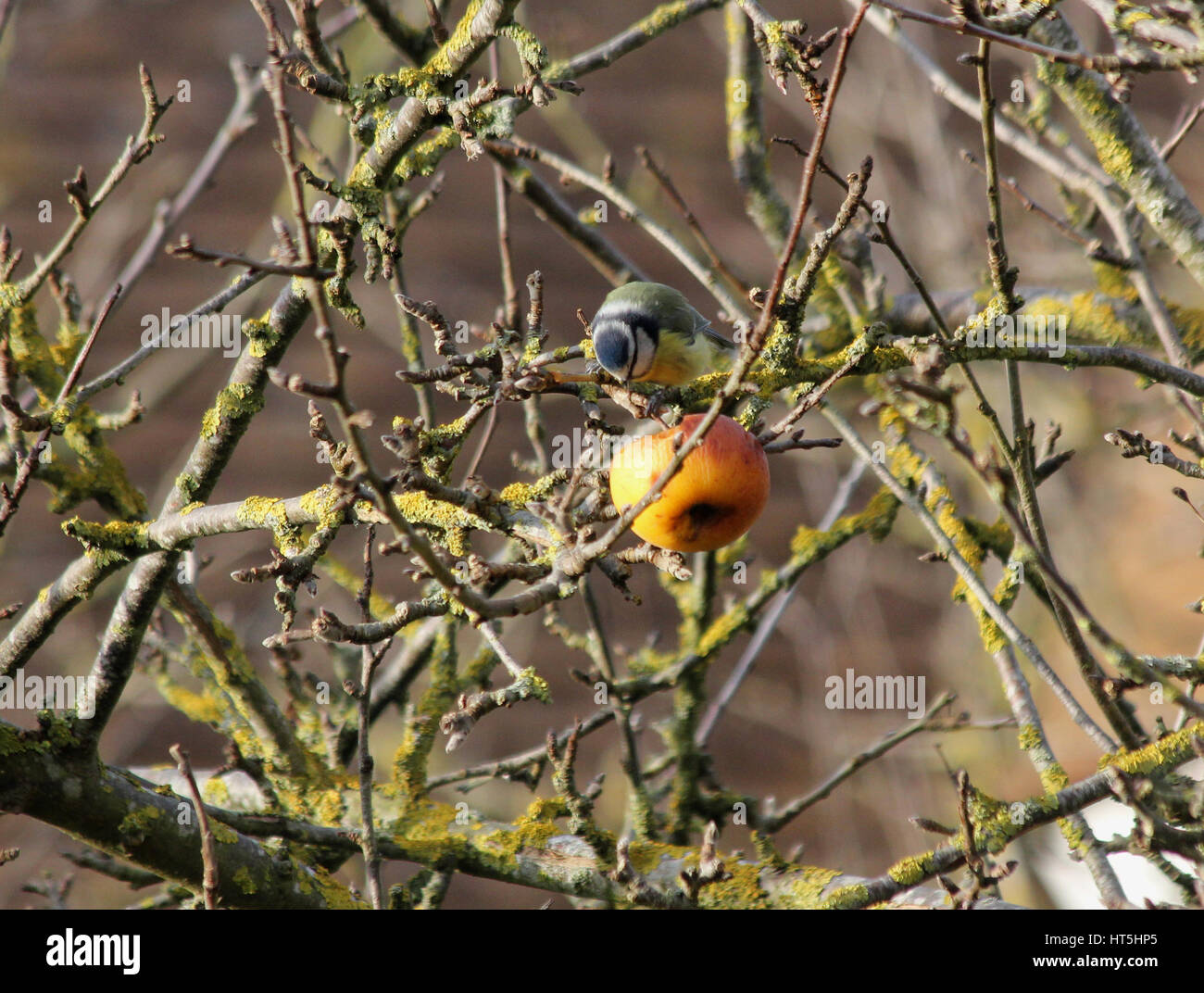 Eurasian blue tit (Cyanistes caeruleus) hunting for insects in a Cox's apple on an apple tree (Malus domestica) with branches covered in yellow lichen Stock Photo