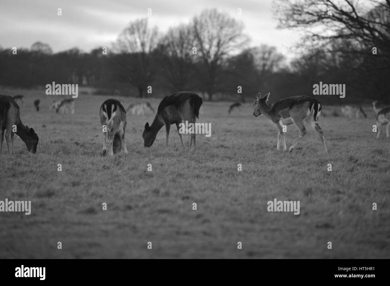 Deer antler Black and White Stock Photos & Images - Alamy