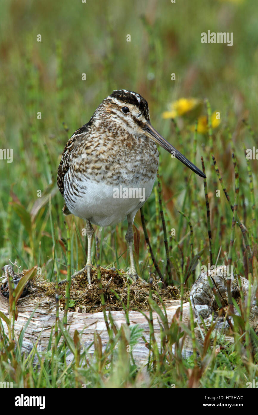 Common Snipe Gallinago gallinago, in amongst the flowers and grasses of a croft meadow, North Uist, Outer Hebrides, Scotland Stock Photo
