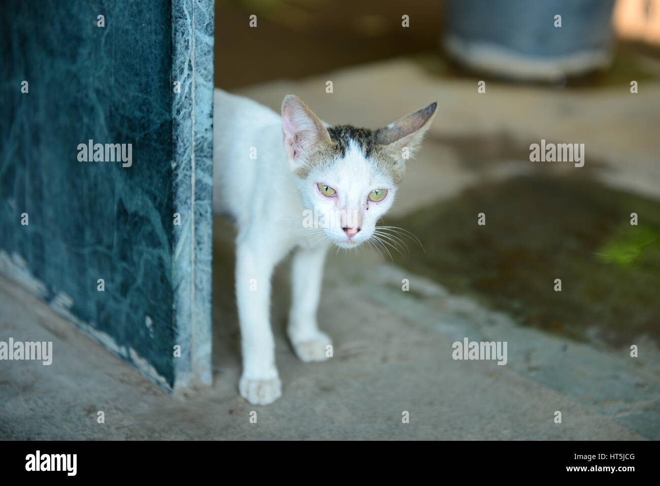 cat hunting food , baby cat waiting for food Stock Photo Alamy