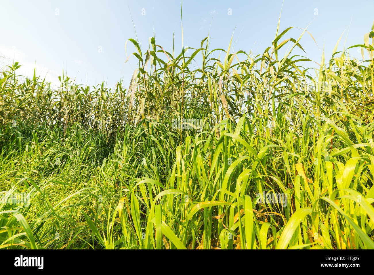 Green reeds in Sardinia, Italy Stock Photo - Alamy