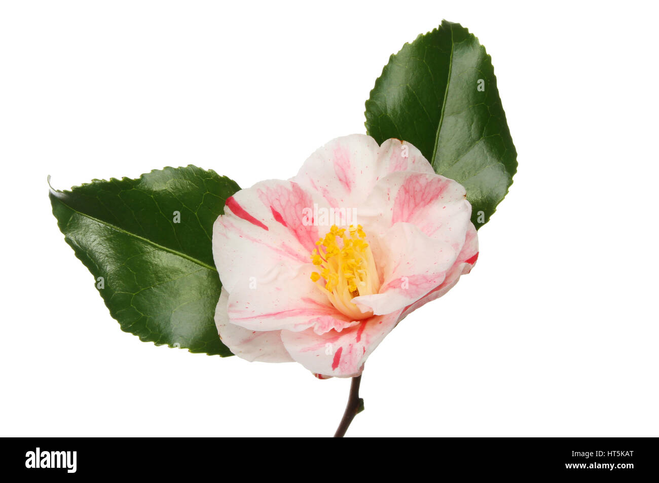 Variegated Camellia flower and leaves isolated against white Stock Photo