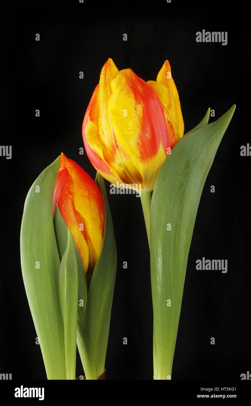 Red and yellow Tulip flowers isolated against a black background Stock ...