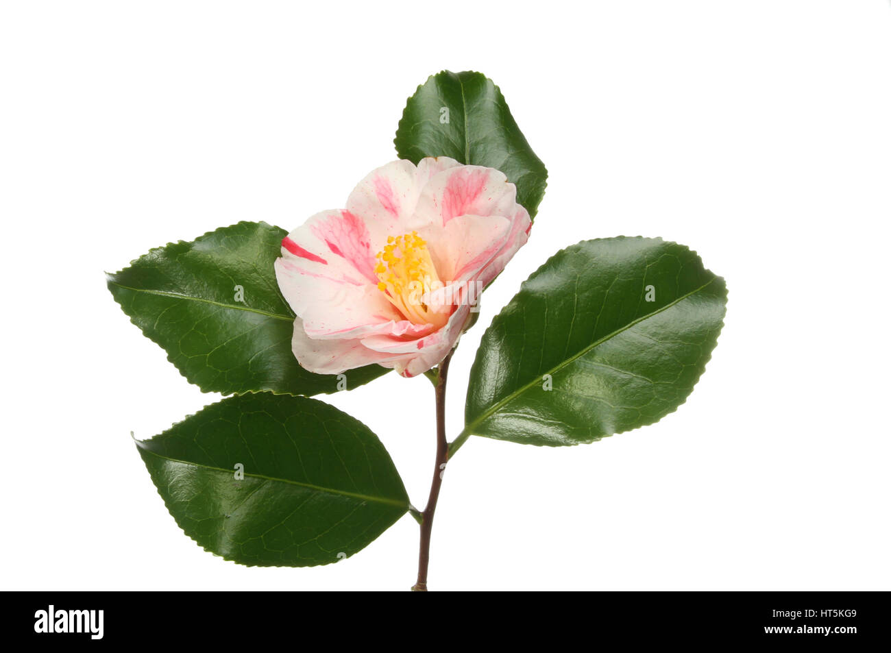 Variegated Camellia flower and leaves isolated against white Stock Photo