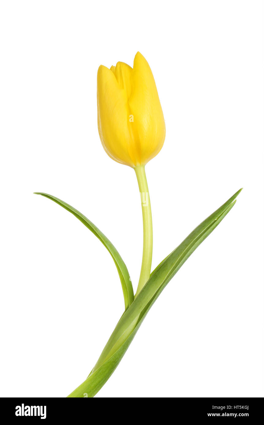 Yellow tulip flower and leaves isolated against white Stock Photo - Alamy