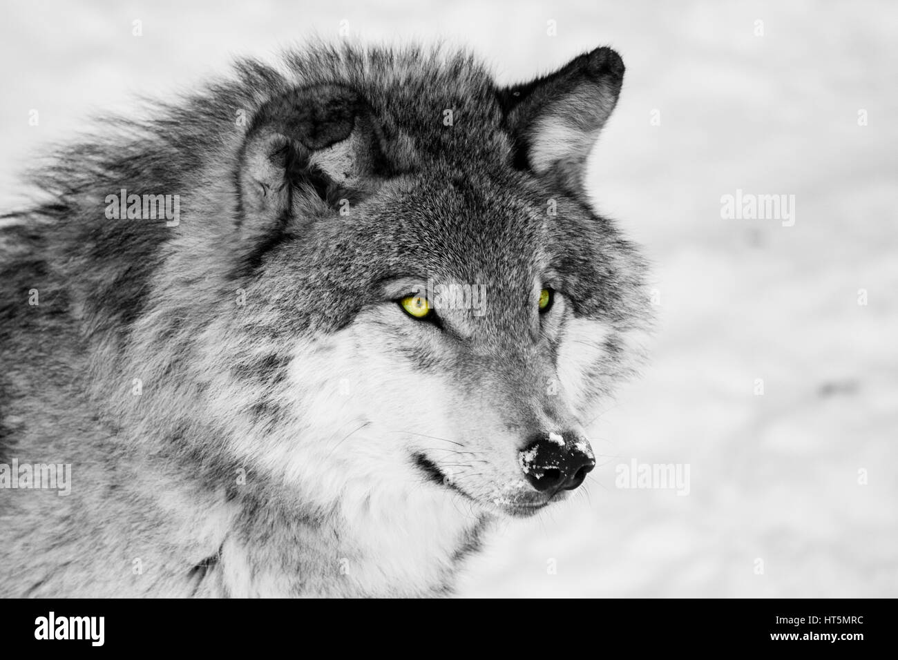 black and white wolf portrait Stock Photo - Alamy