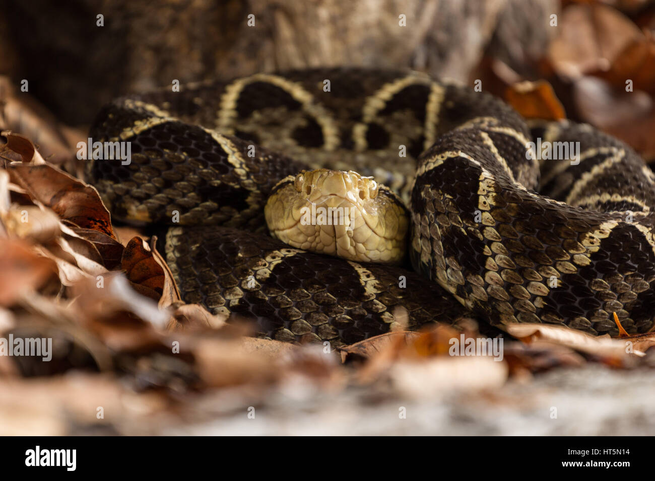The Fer-de-lance, Bothrops asper, is a large, aggressive pit viper and ranges from southern Mexico to Colombia, Venezuela, and Ecuador.  It is the mos Stock Photo