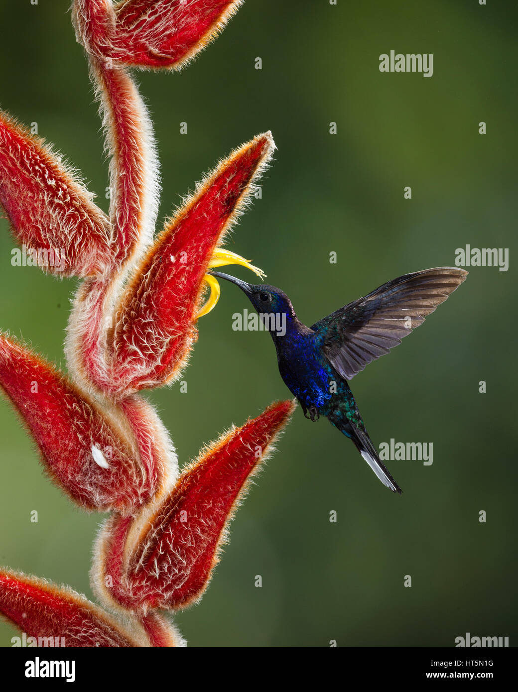 The Violet Sabrewing Hummingbird, Campylopterus hemileucurus, is a very large hummingbird native to southern Mexico and Central America as far south a Stock Photo