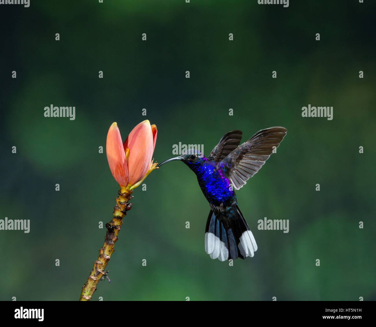 The Violet Sabrewing Hummingbird, Campylopterus hemileucurus, is a very large hummingbird native to southern Mexico and Central America as far south a Stock Photo