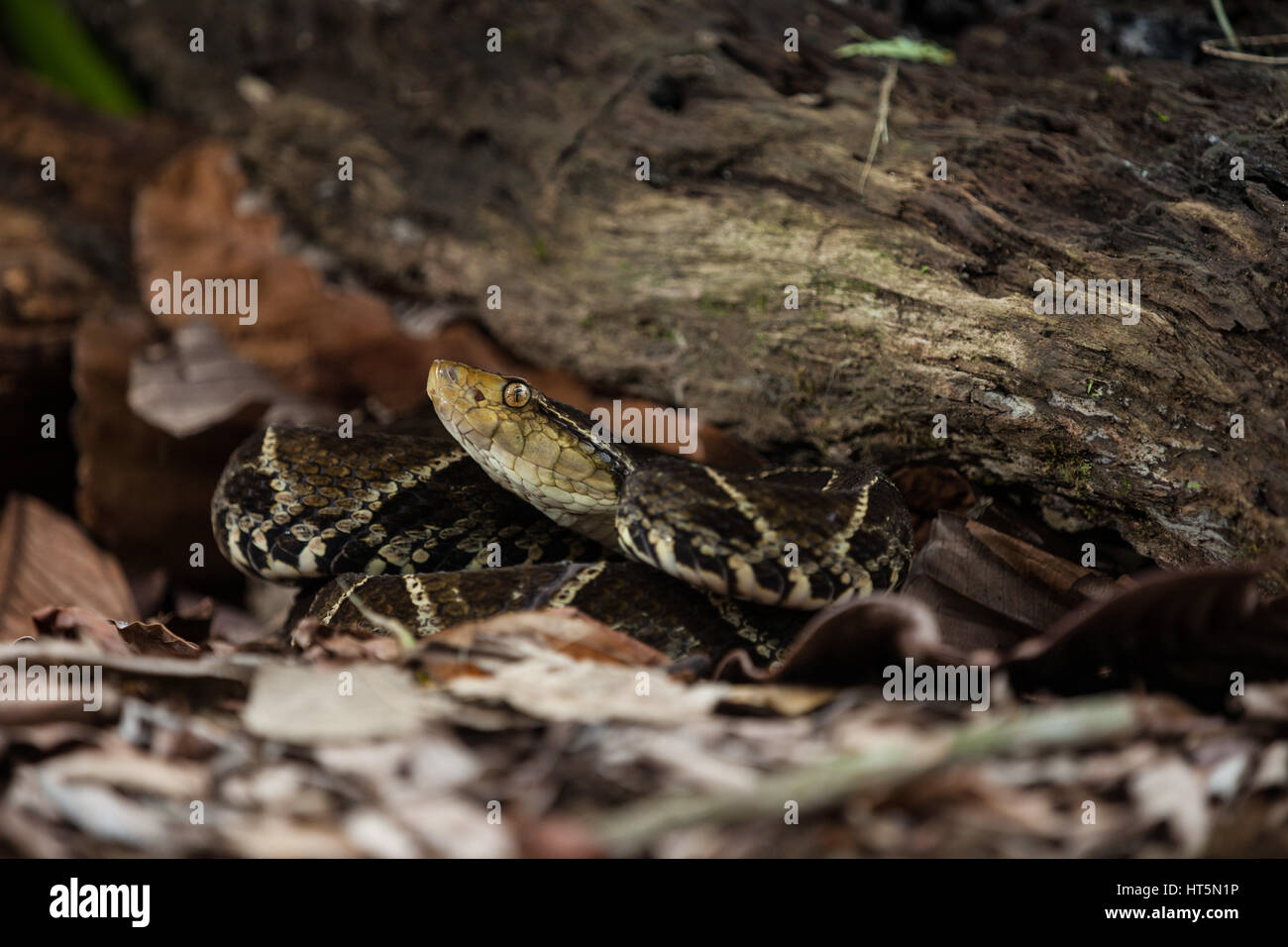 The Fer-de-lance, Bothrops asper, is a large, aggressive pit viper and ranges from southern Mexico to Colombia, Venezuela, and Ecuador.  It is the mos Stock Photo
