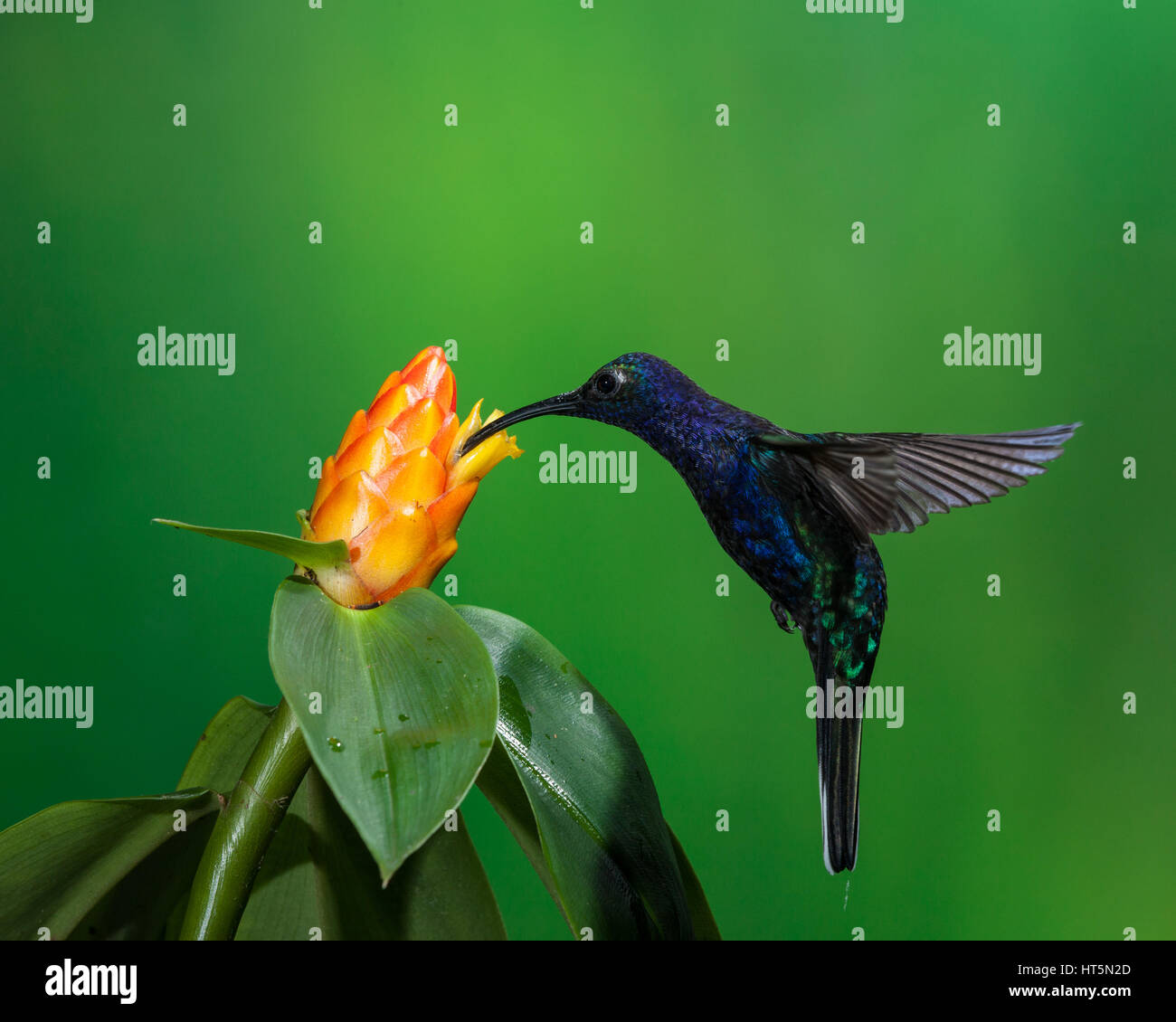 The Violet Sabrewing Hummingbird, Campylopterus hemileucurus, is a very large hummingbird native to southern Mexico and Central America as far south a Stock Photo