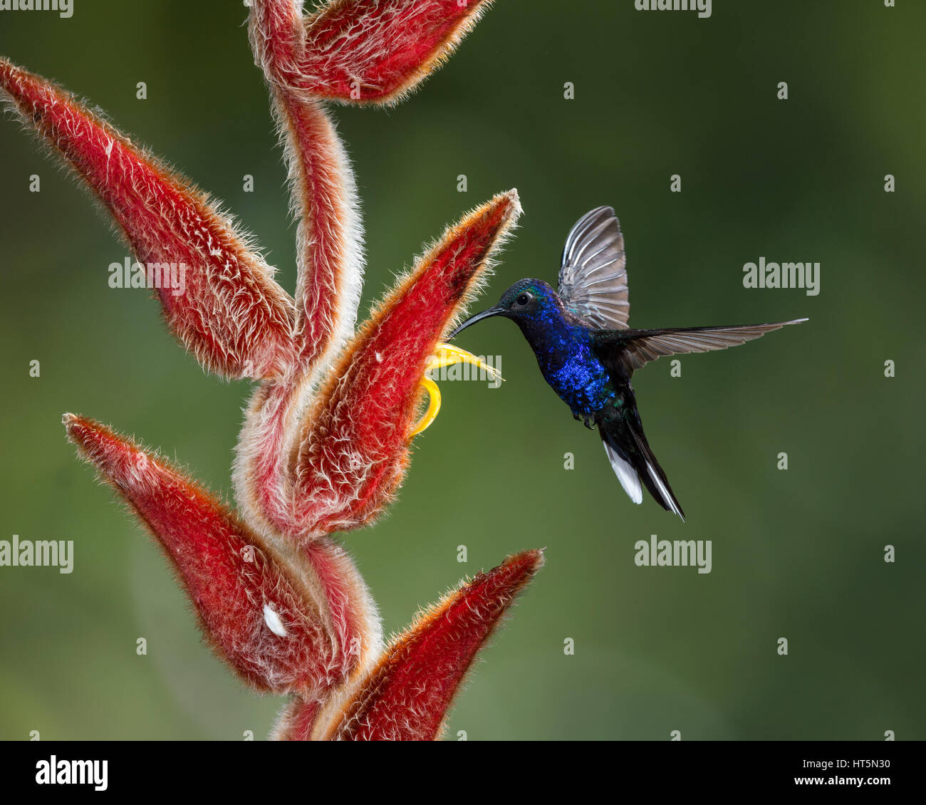 The Violet Sabrewing Hummingbird, Campylopterus hemileucurus, is a very large hummingbird native to southern Mexico and Central America as far south a Stock Photo