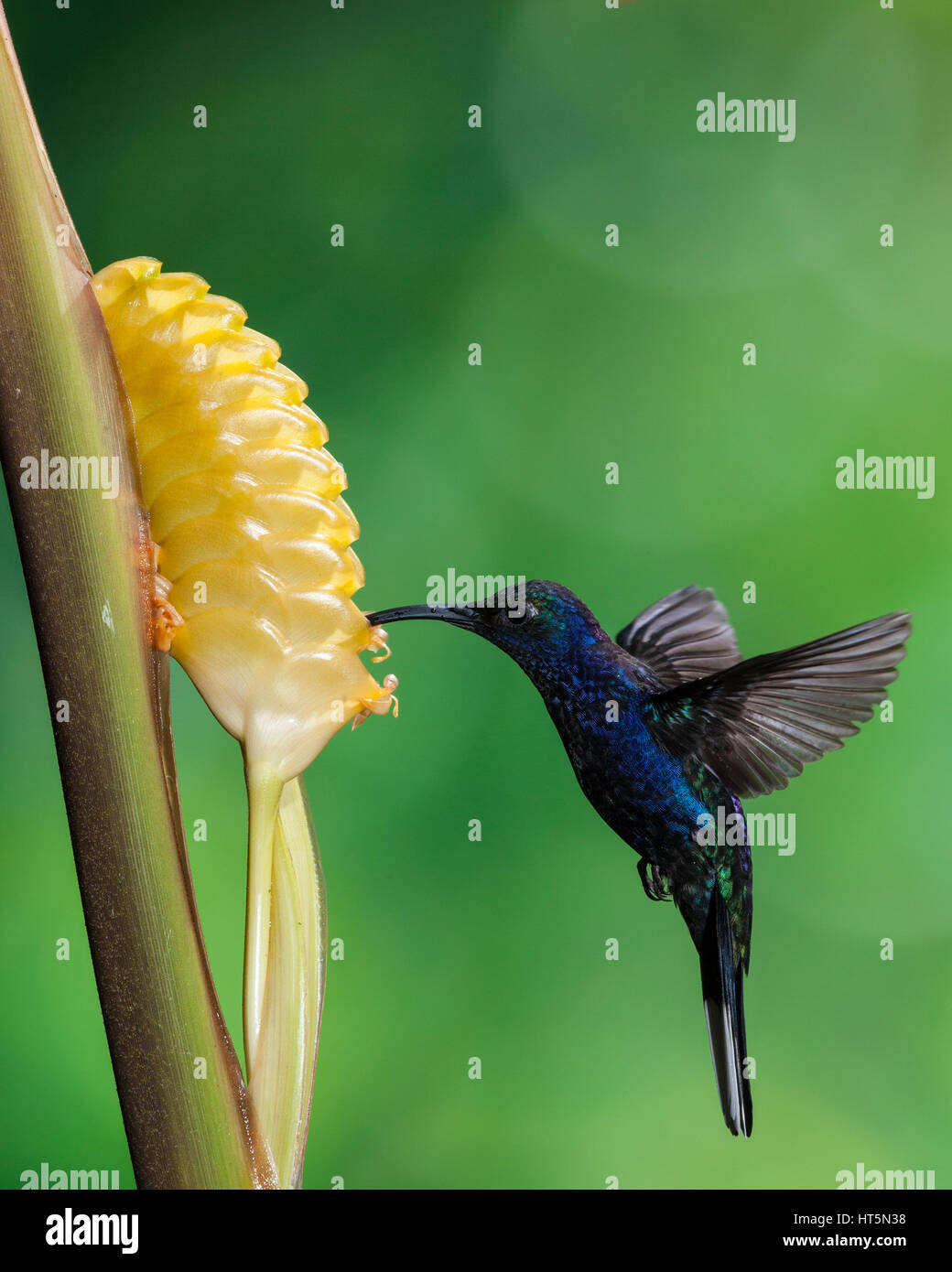 The Violet Sabrewing Hummingbird, Campylopterus hemileucurus, is a very large hummingbird native to southern Mexico and Central America as far south a Stock Photo