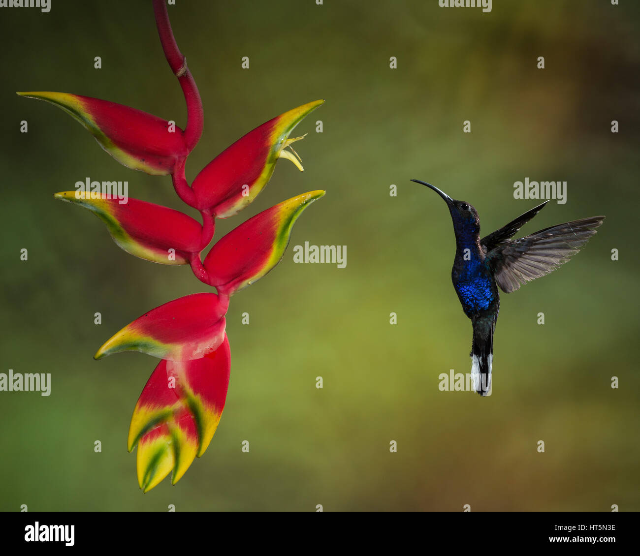 The Violet Sabrewing Hummingbird, Campylopterus hemileucurus, is a very large hummingbird native to southern Mexico and Central America as far south a Stock Photo