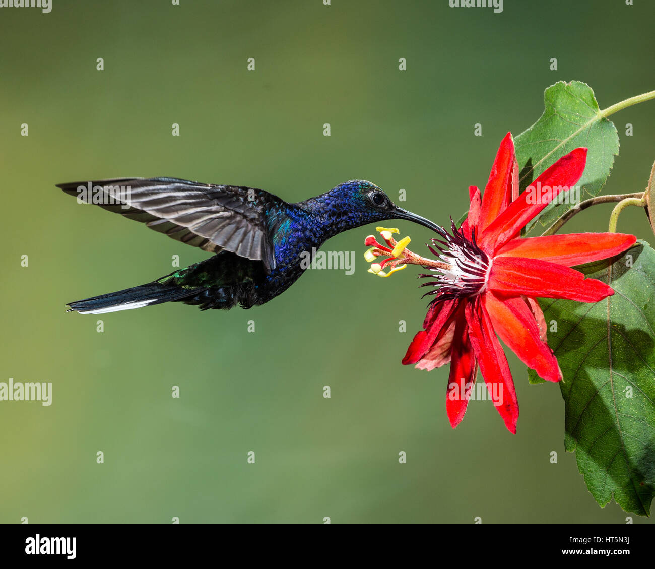 The Violet Sabrewing Hummingbird, Campylopterus hemileucurus, is a very large hummingbird native to southern Mexico and Central America as far south a Stock Photo