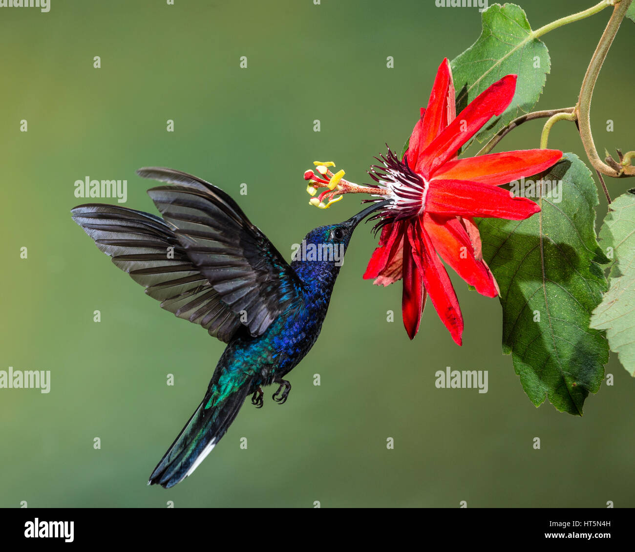 The Violet Sabrewing Hummingbird, Campylopterus hemileucurus, is a very large hummingbird native to southern Mexico and Central America as far south a Stock Photo