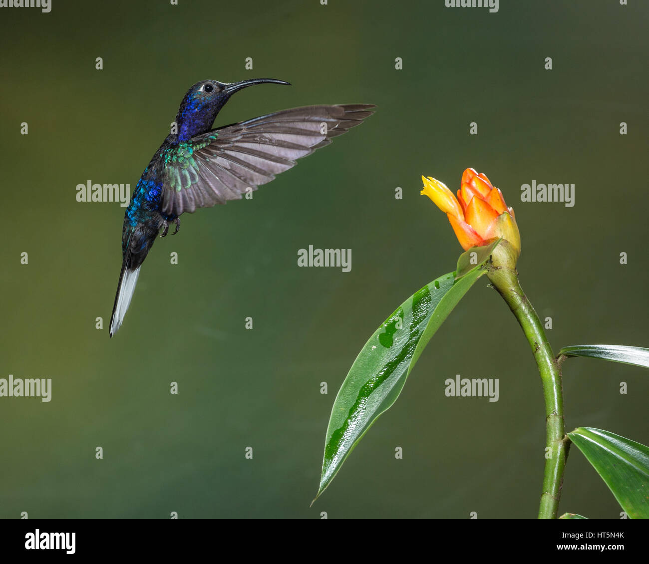 The Violet Sabrewing Hummingbird, Campylopterus hemileucurus, is a very large hummingbird native to southern Mexico and Central America as far south a Stock Photo