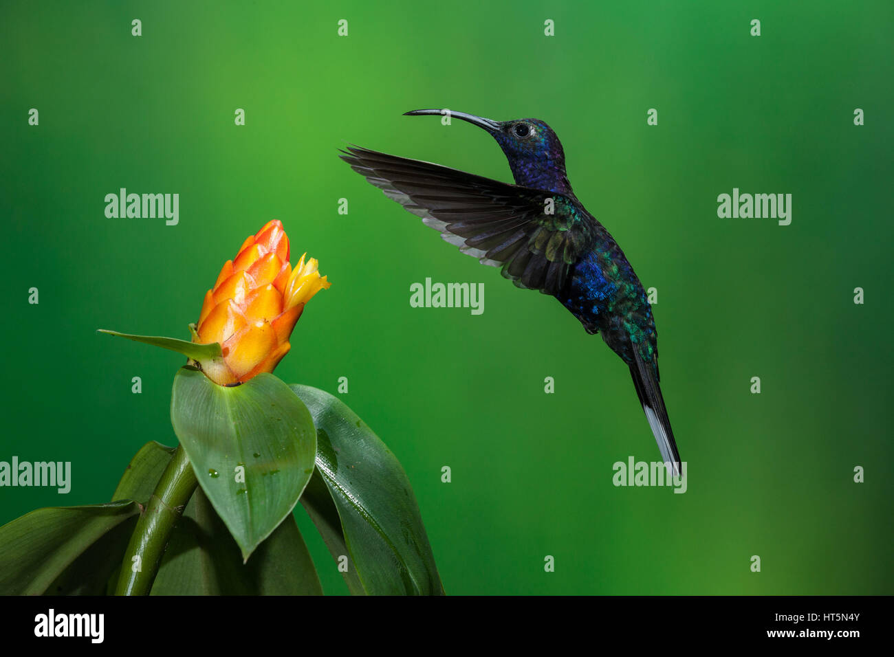 The Violet Sabrewing Hummingbird, Campylopterus hemileucurus, is a very large hummingbird native to southern Mexico and Central America as far south a Stock Photo