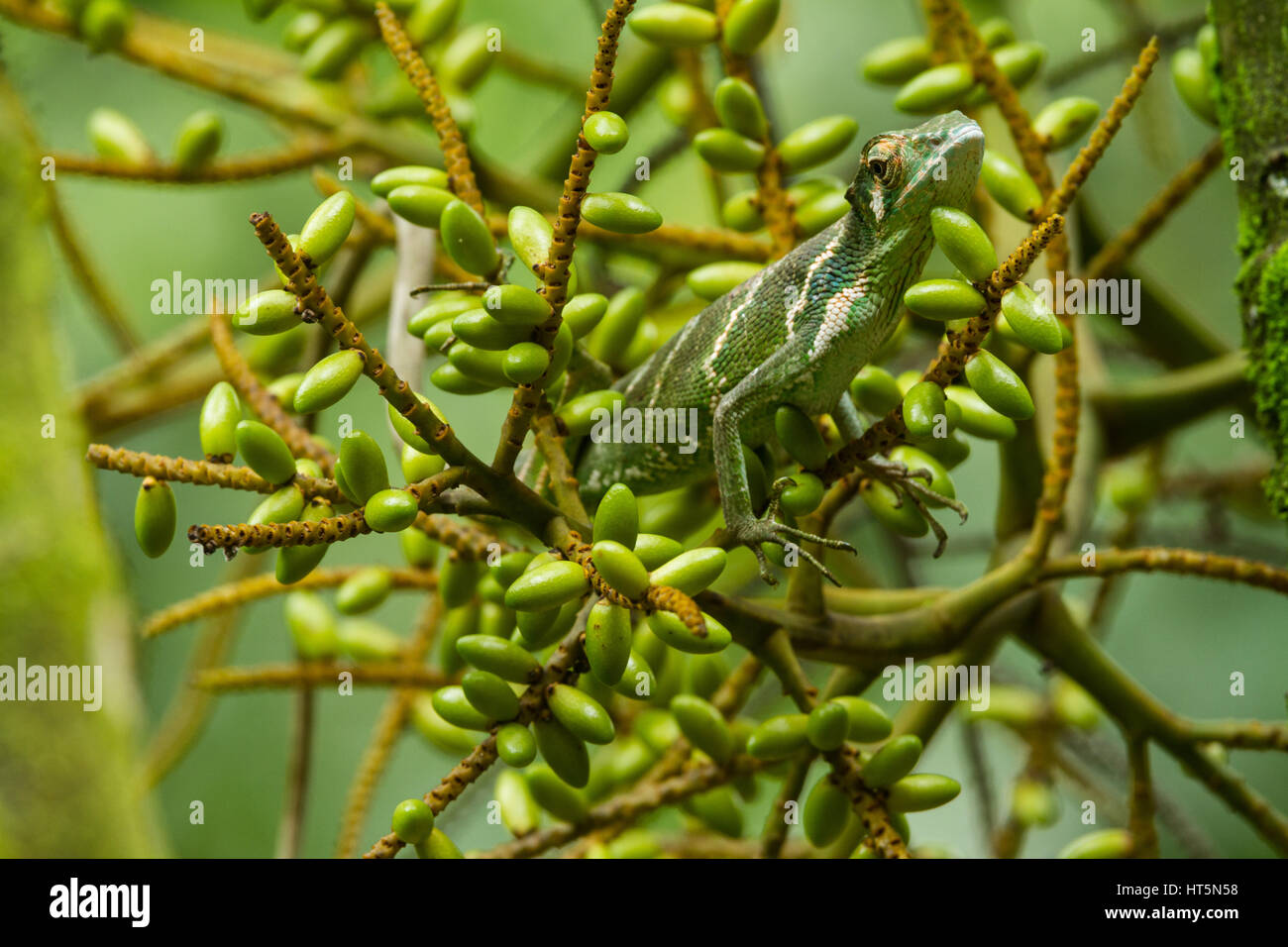 The Canopy Lizard or Berthold's Bush Anole, Polychrus gutturosus, is an arboreal lizard found throughout Central America from Honduras down to Ecuador Stock Photo